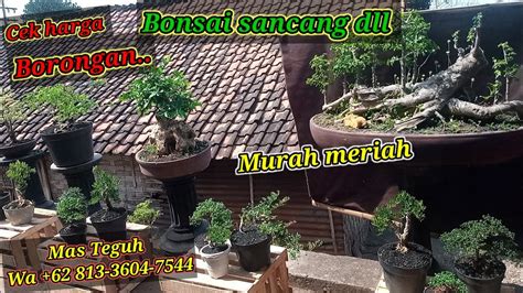 Cek Harga Borongan Aneka Jenis Bonsai Di Mas Teguh Wa 62 813 3604