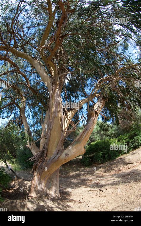 Tasmanian Blue Gum Southern Eucalyptus Blauer Eukalyptus