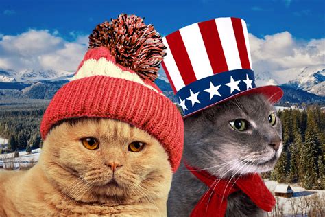 Чем русский кот отличается от американского кота | Приключения ...