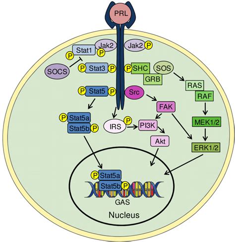 Diagram Of Prolactin Prl Signaling Pathways Binding Of Prl Induces