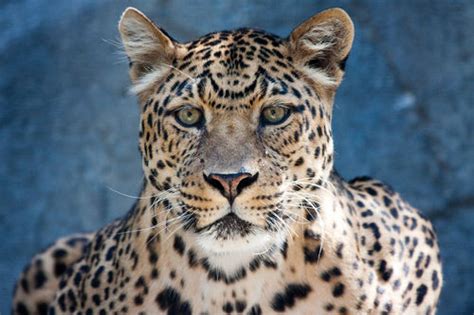 North Chinese Leopard Creationwiki The Encyclopedia Of Creation Science