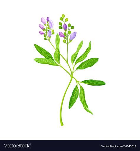 Alfalfa Or Lucerne Healing Flower With Elongated Vector Image