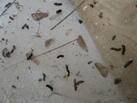 What Does Bat Poop Look Like? Bat Droppings Identification - Animal Hype