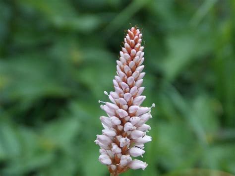 Common Bistort Persicaria Bistorta British Nature Guide