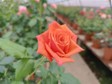 Rosa Parfum de Libertè®