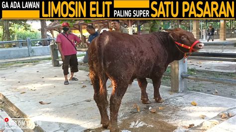 Gak Ada Lawan Sapi Bakalan Limosin Elit Satu Satunya Paling Super