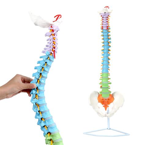 Buy Spine Model Life Size 34 Inch Spine Model Flexible Spine
