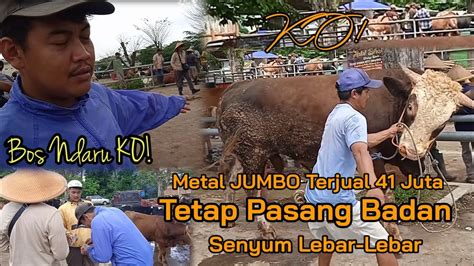 Masih Ko Sapi Metal Jumbo Laku Juta Rugi Juta Bos Ndaru Tetap