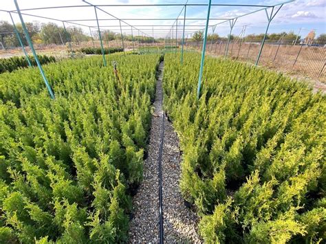 Хвойная точка. Интернет магазин растений.