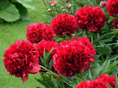 Посадка пионов осенью в открытый грунт