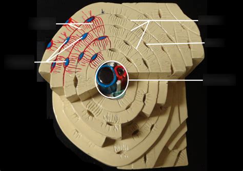 Lab Practical #1 Diagram | Quizlet 