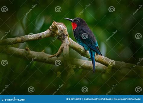 Forest Bee Eater Black Bee Eater Merops Gularis Bird African