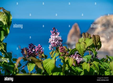 Lilac Flower Pink Spring At Sea Background Springtime In The Lilac