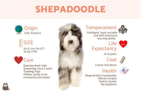 Shepadoodle (Breed Information and Photos)