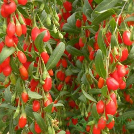 Годжи Нью Биг - купить в Украине