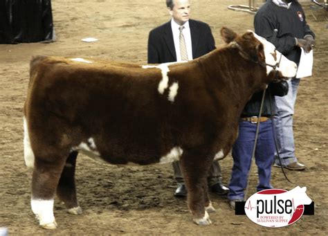 Reserve Grand Champion Simmental Steer At The Oye Lautner Farms