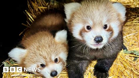 Twin Red Panda Cubs Born In Longleat Breeding Scheme Bbc News