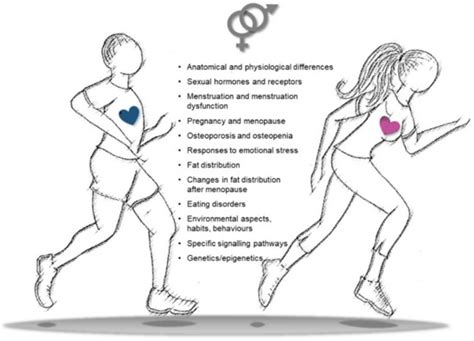 Ijms Free Full Text Sex Gender Specific Imbalance In Cvd Could Physical Activity Help To