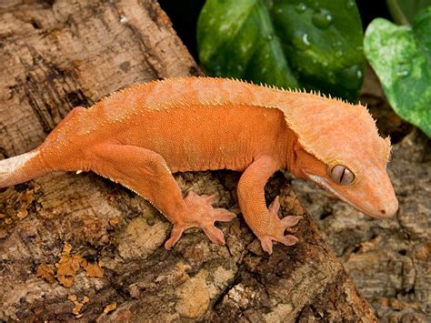 Crested Gecko Rhacodactylus Ciliatus Info Facts And Pictures