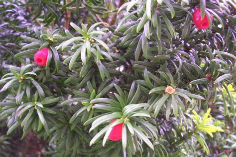 BUZZARD BUSHCRAFT: Yew Berries