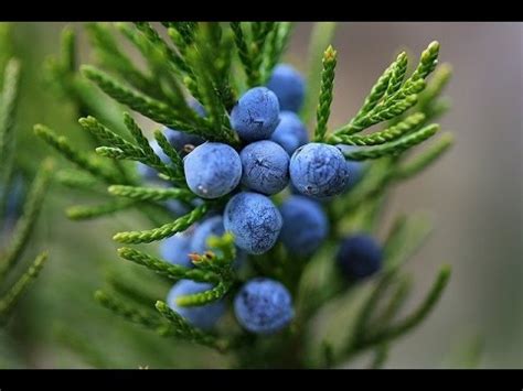 Ягоды можжевельника лечебные свойства и противопоказания - YouTube