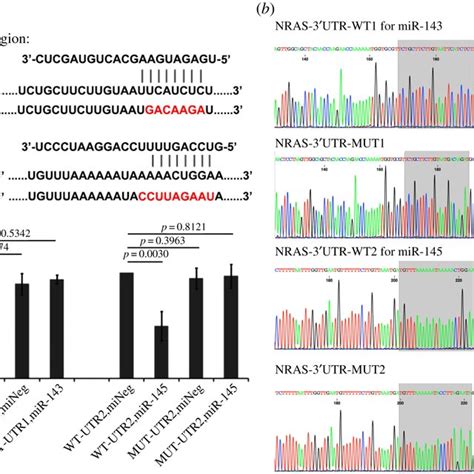 Mir And Mir Target The Utr Of Nras A Sequences Show The