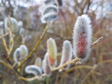 Premium Photo Close Up Of Pussy Willow