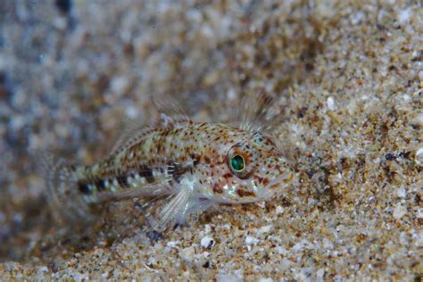 fishsens magazine male gobies archives fishsens magazine
