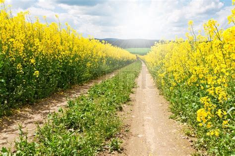 Sommer ländlichen Landschaft mit Stock Bild Colourbox