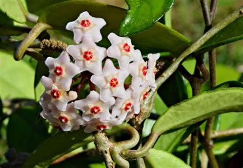 Хойя (Восковой плющ): как сажать, поливать, пересаживать в домашних ...