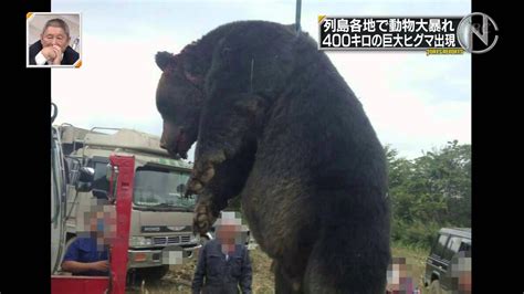 400kgヒグマ紋別で捕獲 Youtube