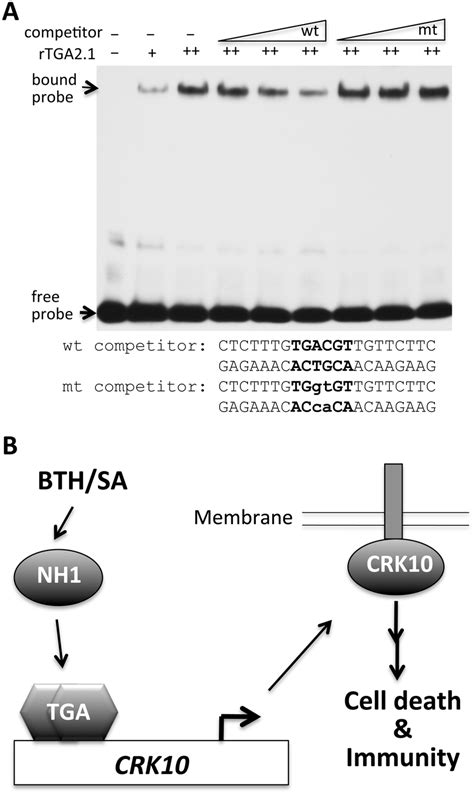 Binding Of A Rice Tga Protein To The Crk Promoter And A Summary