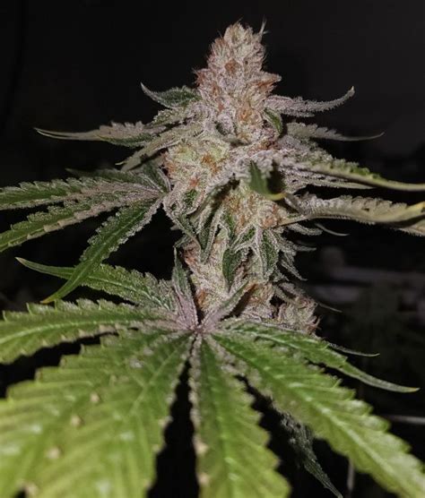 G A G Gas Ass Grass Capulator