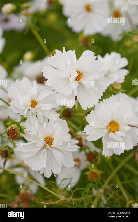 Cosmos Bipinnatus Antiquity Stock Photo Alamy