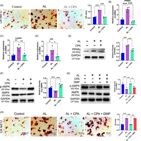 Rising Adipogenic Differentiation Of Bmscs By Alcohol Was Retarded By