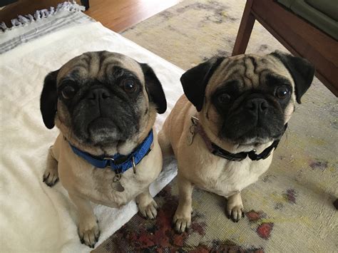 Do Pugs Ever Calm Down