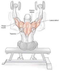 Seated Dumbbell Shoulder Press - Muscles Activation • Bodybuilding Wizard