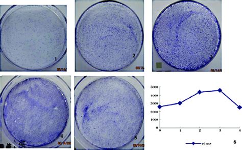 Colony Formation In The Experimental Group Images 1 2 3 4 And 5 Download Scientific Diagram