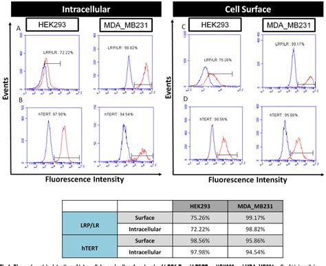 Figure From Knock Down Of The Kda Kda Laminin Receptor Lrp Lr