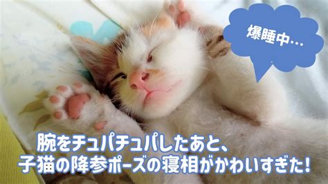 子猫のテンが腕をチュパチュパ その後のバンザイポーズでの寝相がかわいすぎた！ Youtube