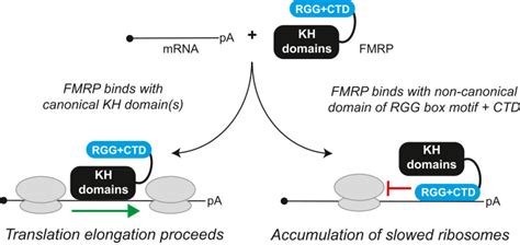 A Noncanonical Rna Binding Domain Of The Fragile X Protein Fmrp Elicits Translational