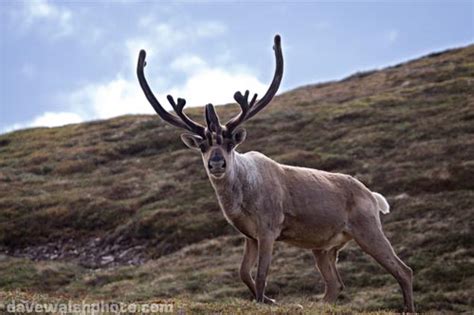 Reindeer | Animal Wildlife