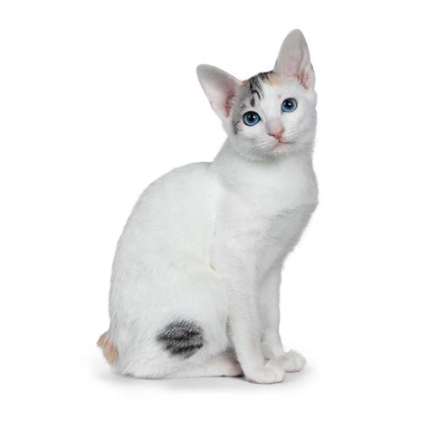 Black Japanese Bobtail Cat