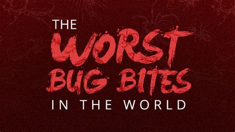 Top 10 Deadliest Bug Bites In The World - Infographic