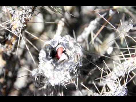 Costa S Hummingbird Hatching YouTube