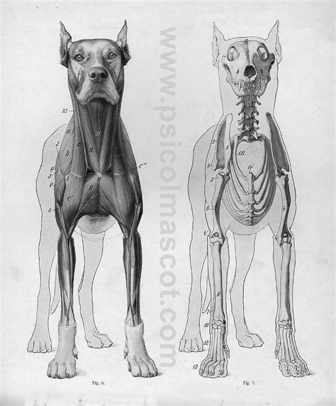 PSICOLMASCOT La Anatomía del Perro