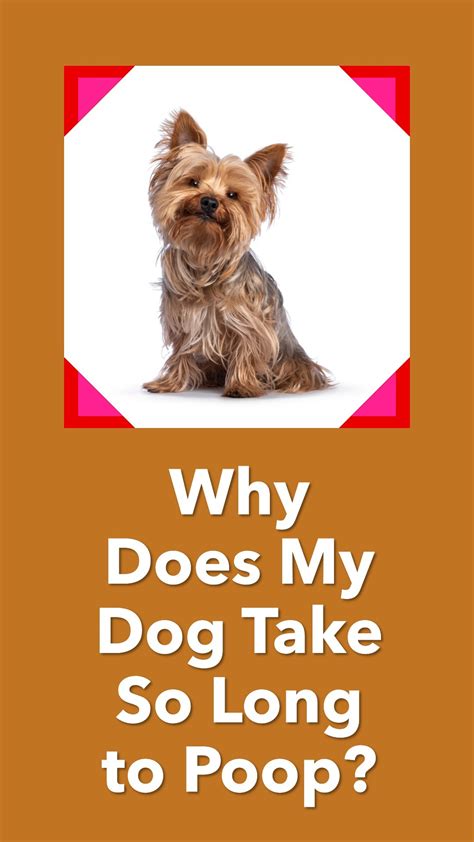 Why Does My Dog Take So Long To Poop 3 Common Issues