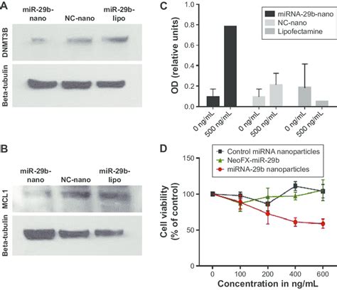 Effect Of Mirna B On Essential Oncoproteins In A Cells Notes A