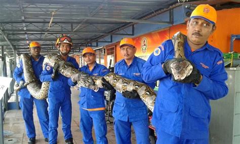 26ft Long Reticulated Python Found On Malaysias Penang Island Could