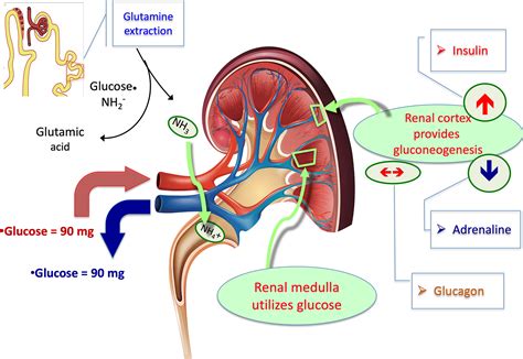 Glucose Metabolism In The Kidney Neurohormonal Activation And Heart